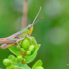 Grashopper II.