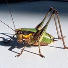 grashopper in Istrie on the campground