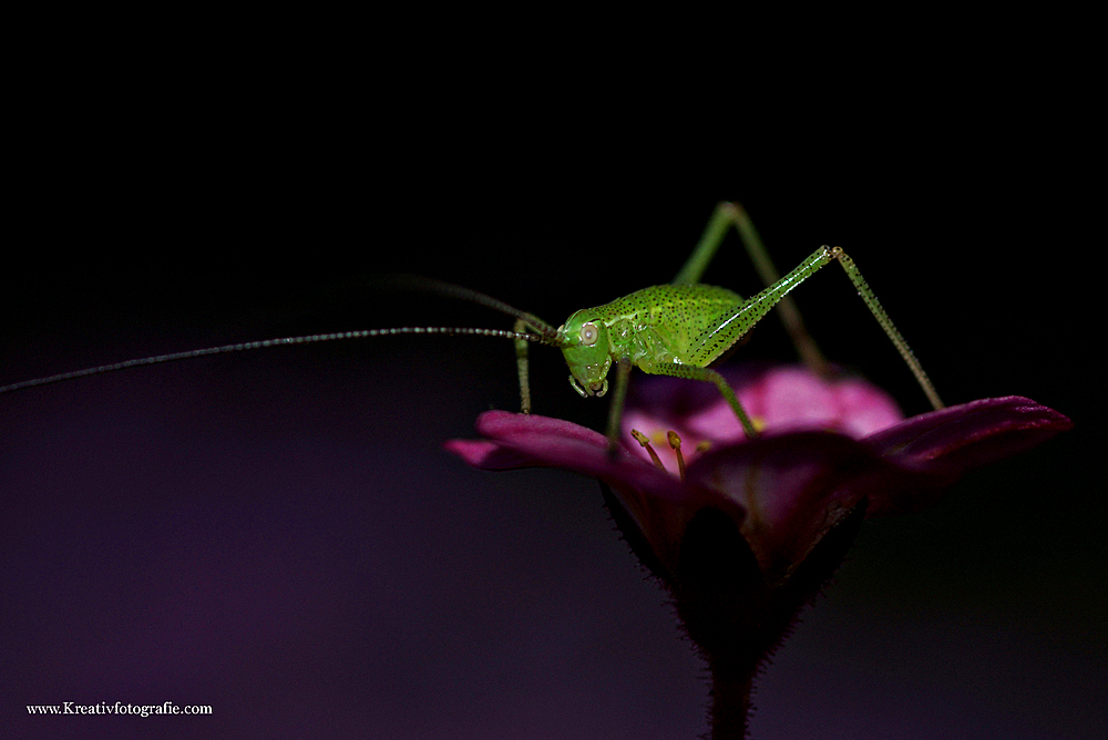 Grashopper Reload