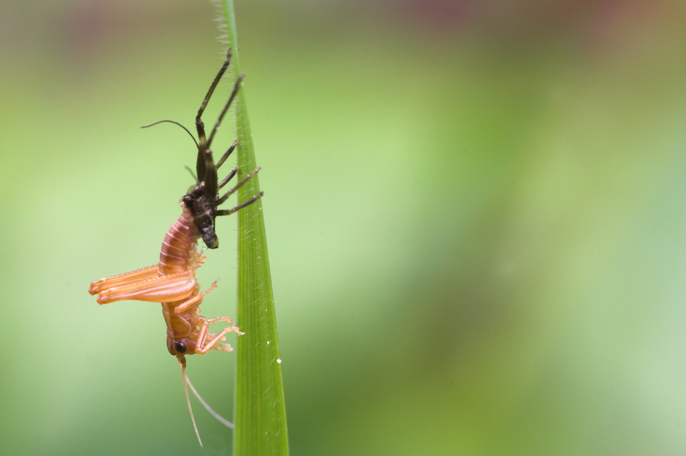 Grashopper-Transformation