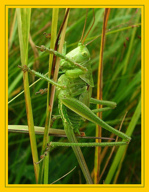 Grashopper - wild!