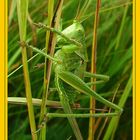 Grashopper - wild!