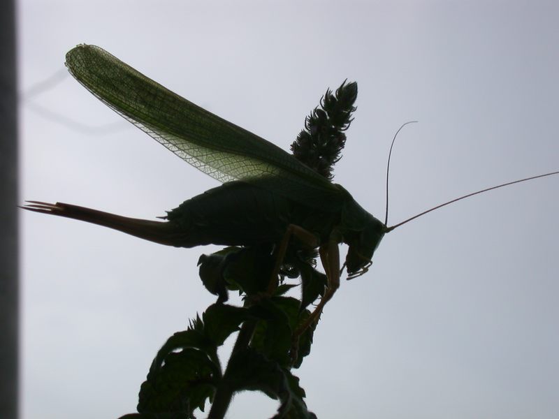 grashopper2