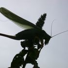 grashopper2