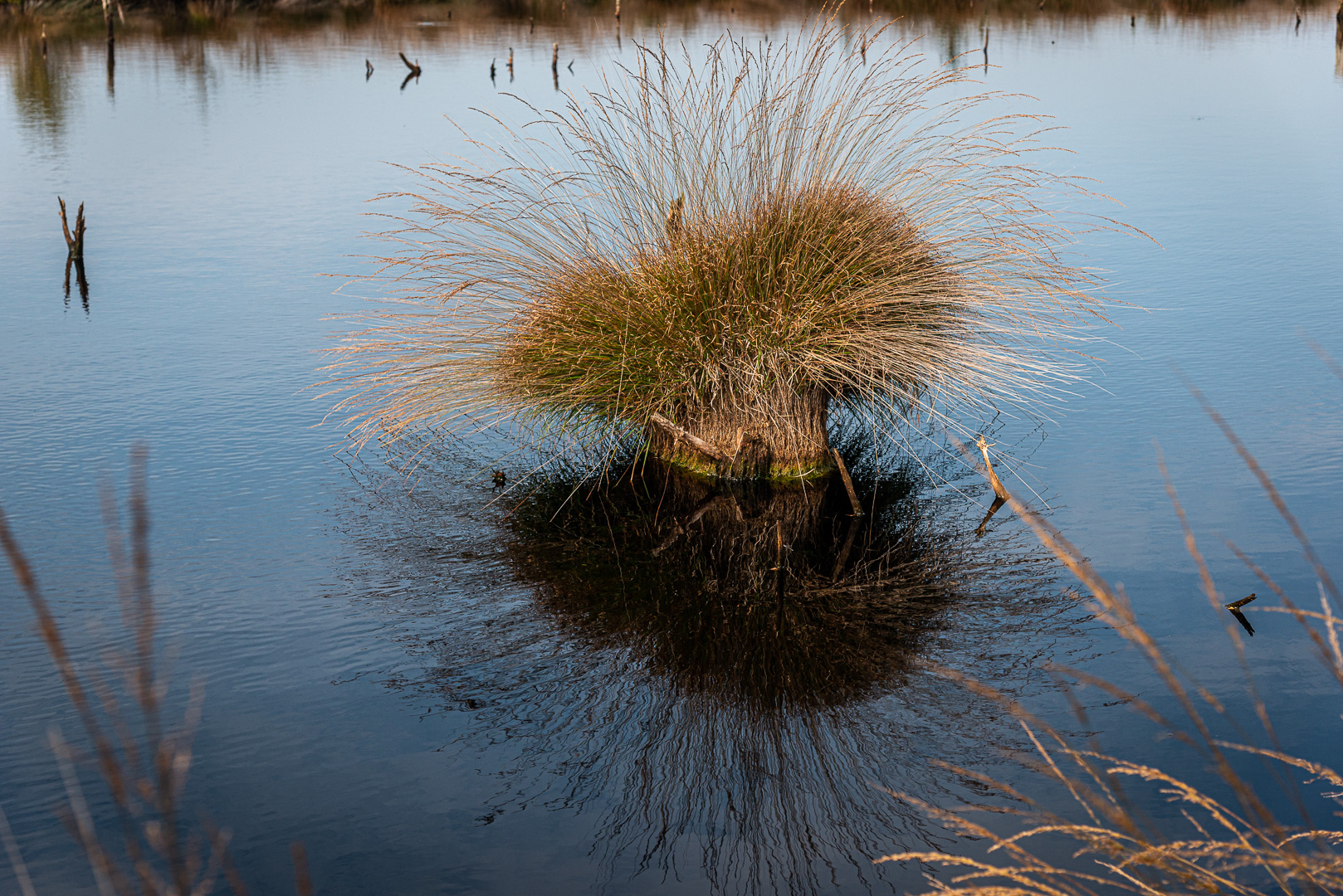 Grashügel auf Baumstamm