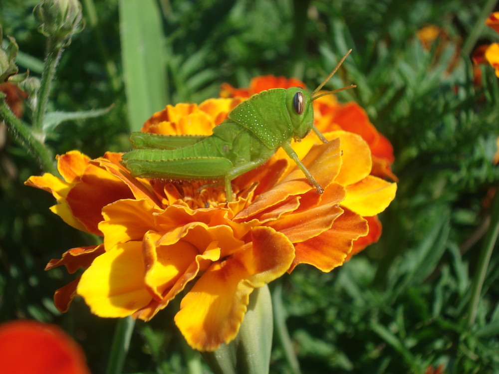 Grashüpfer