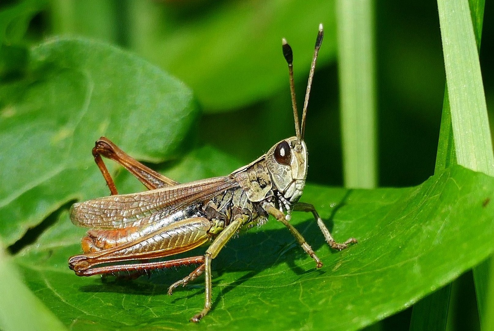 Grashüpfer