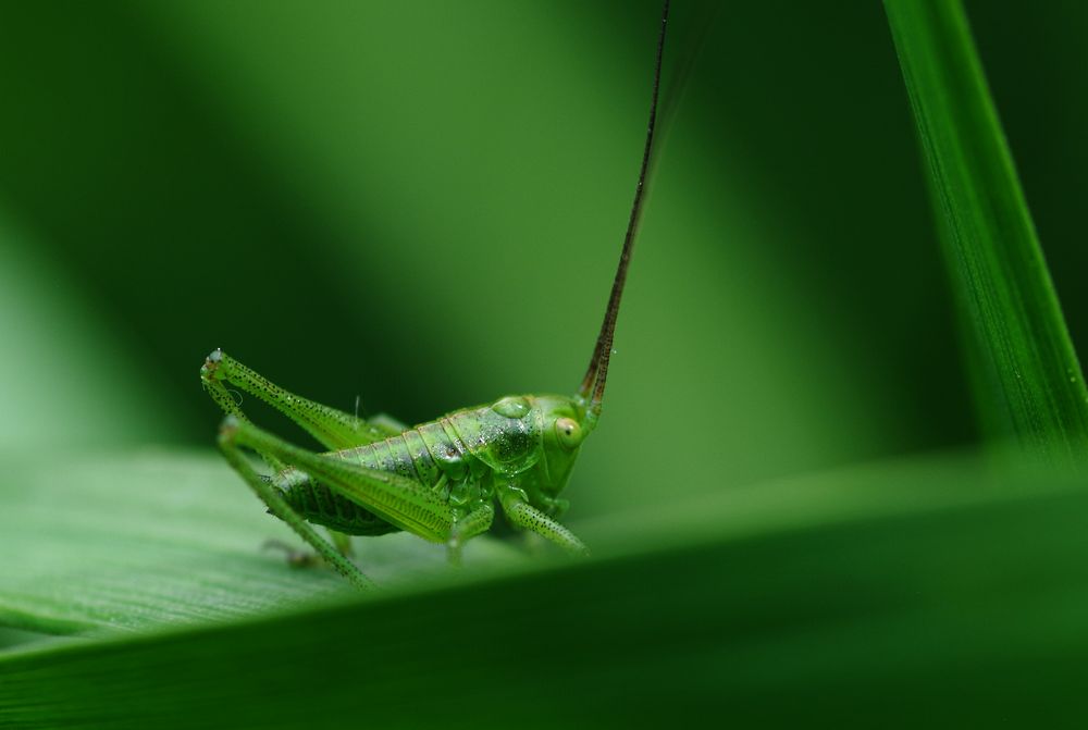 Grashüpfer 02