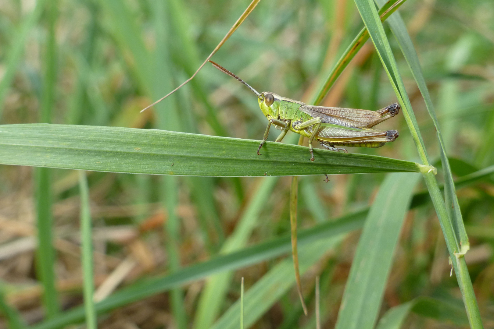 Grashüpfer