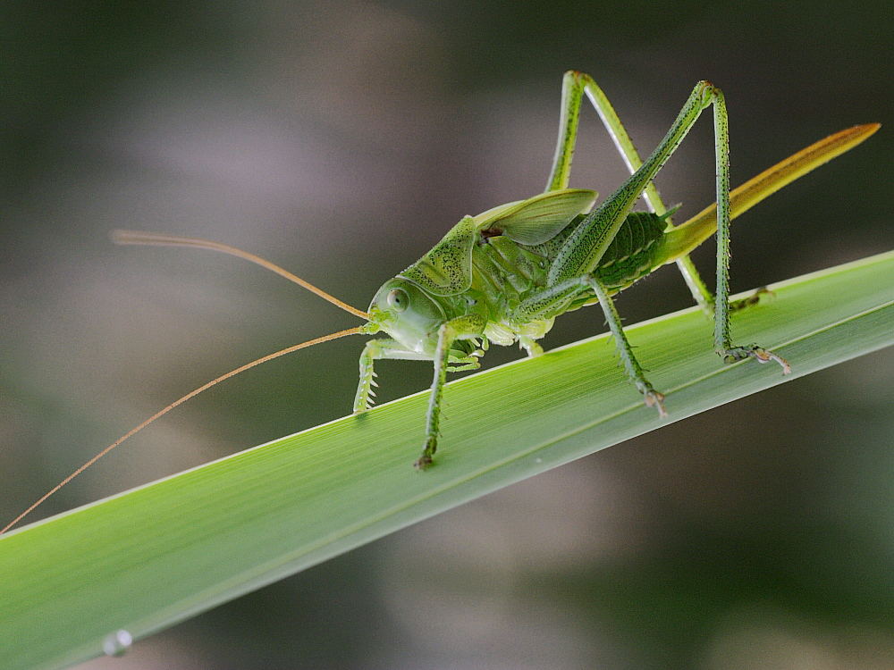 Grashüpfer