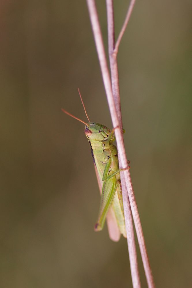 Grashüpfer