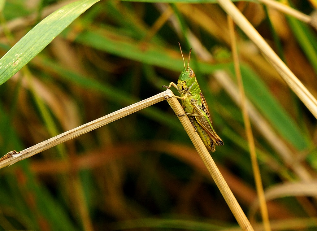 Grashüpfer