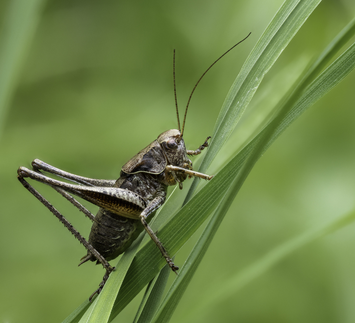 Grashüpfer