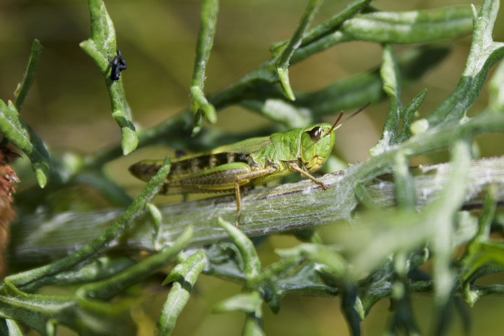 Grashüpfer