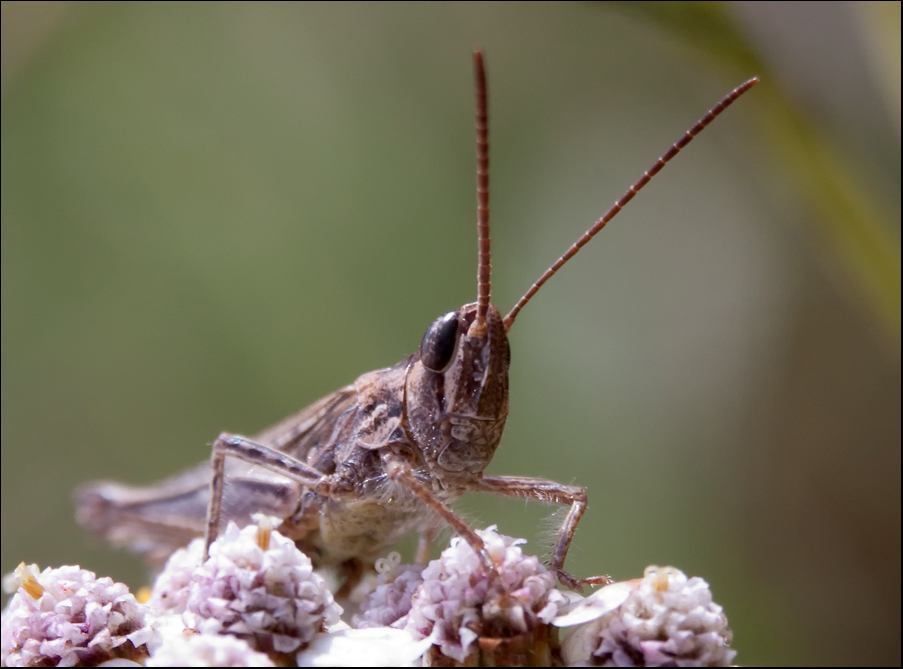 Grashüpfer