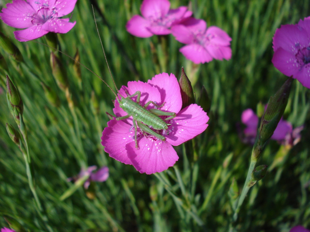 Grashüpfer