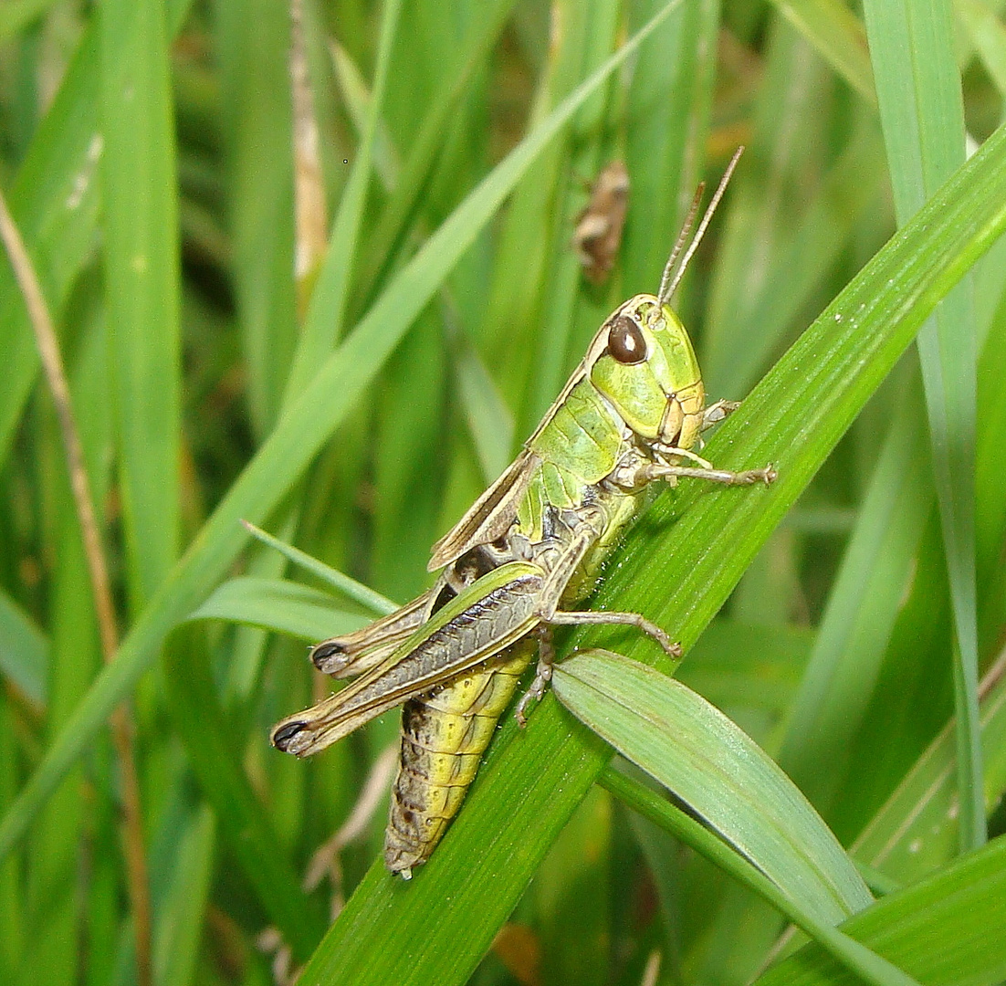 Grashüpfer