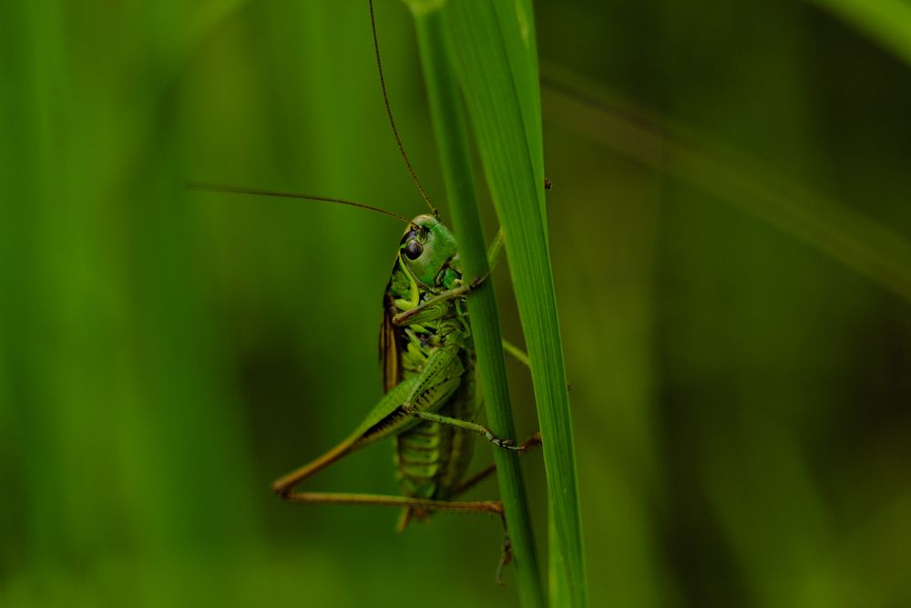 Grashüpfer