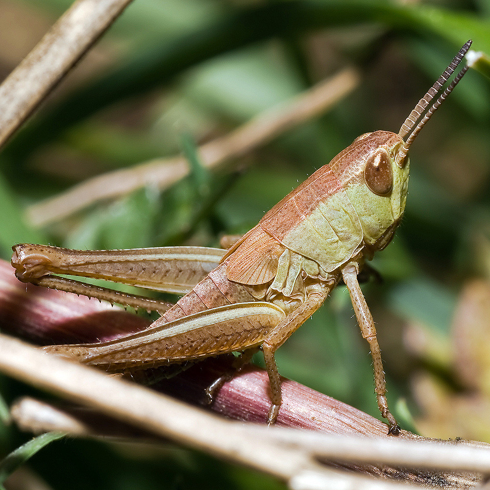 Grashüpfer 1