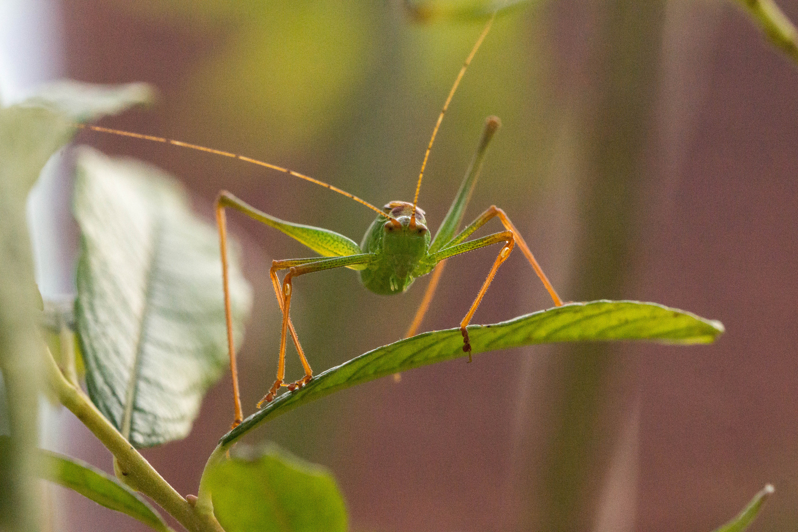 grashüpfer 1