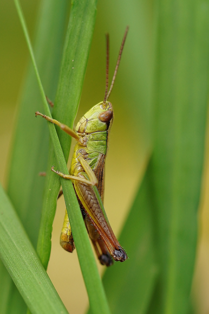 Grashüpfer