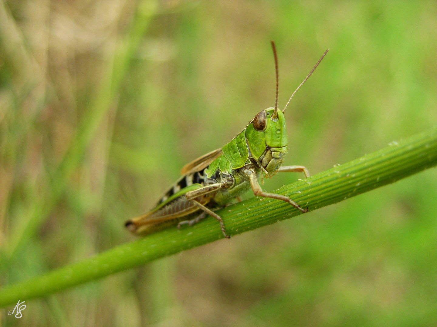 Grashüpfer