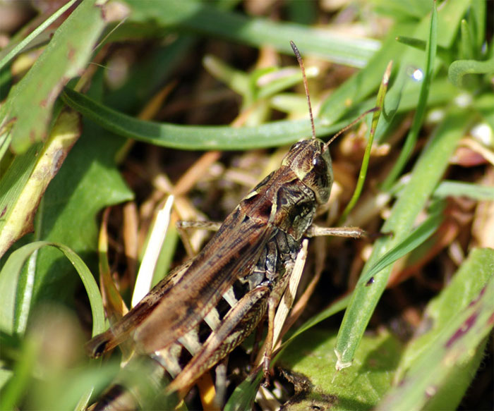 Grashüpfer