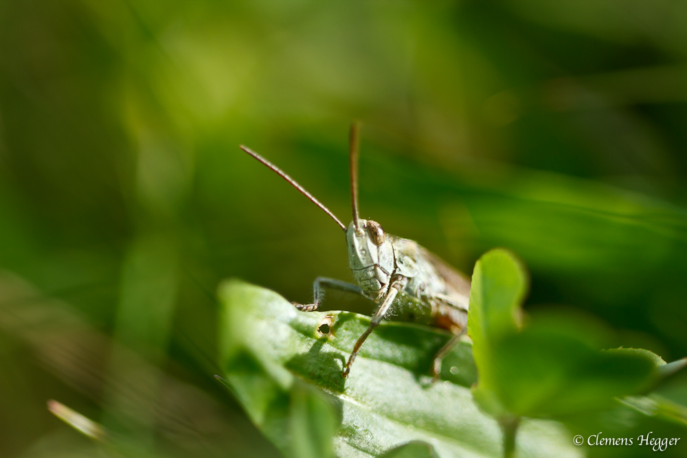 Grashüpfer