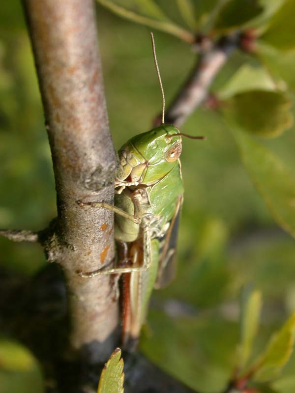 Grashüpfer