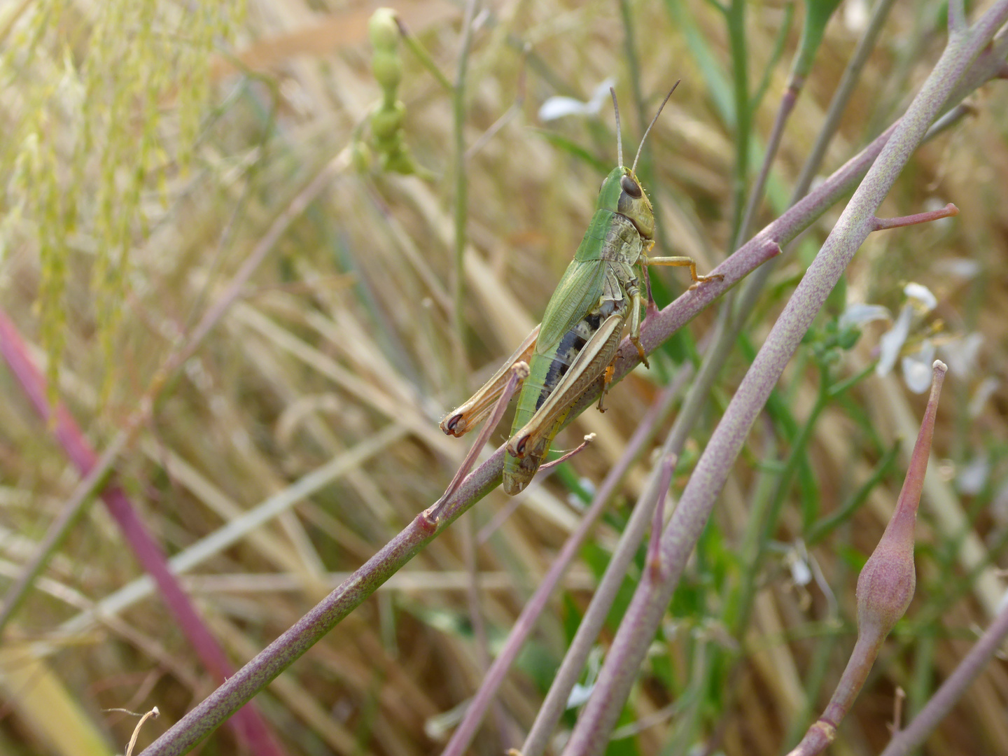 grashüpfer 2