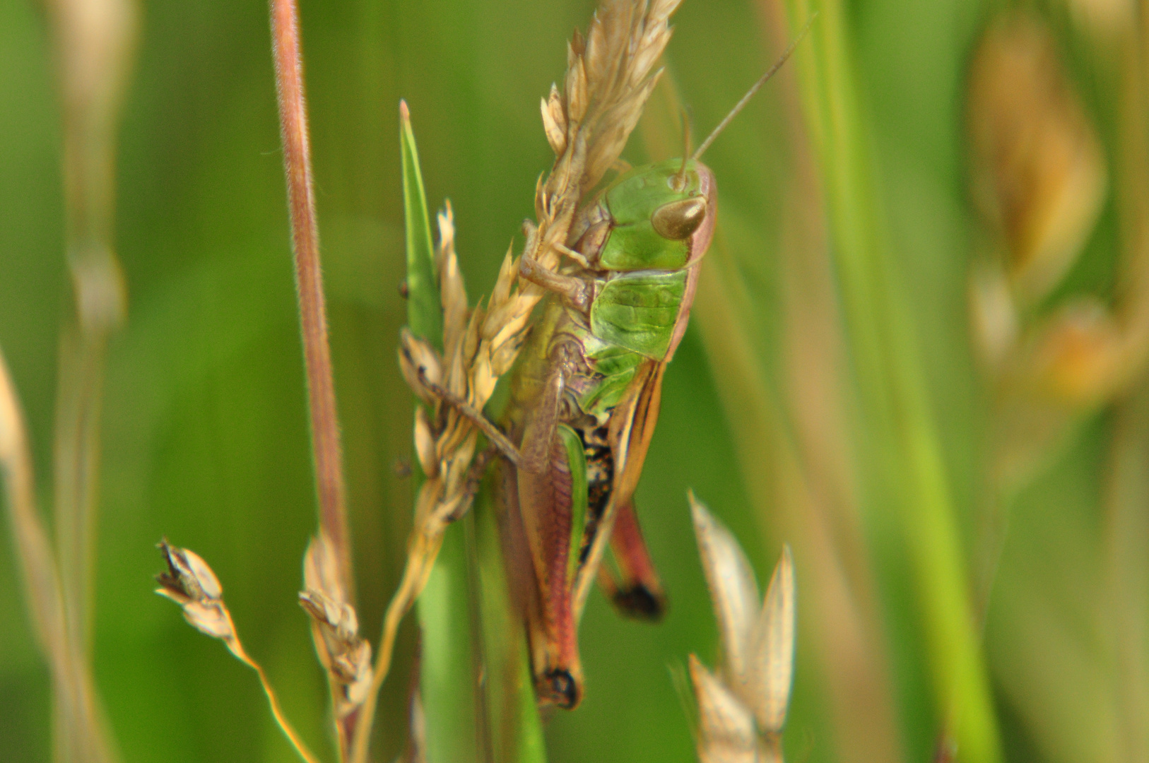 Grashüpfer