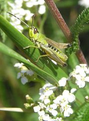 Grashüpfer