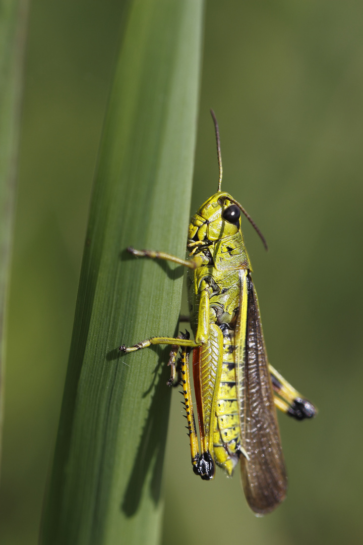 Grashüpfer