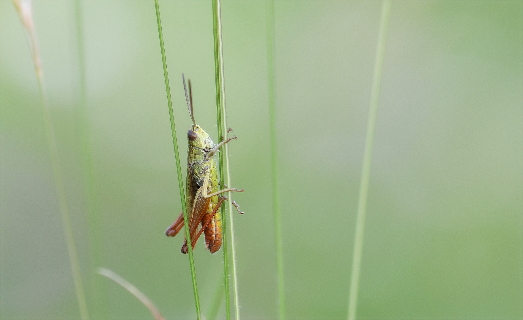 *Gras°Hüpfer*