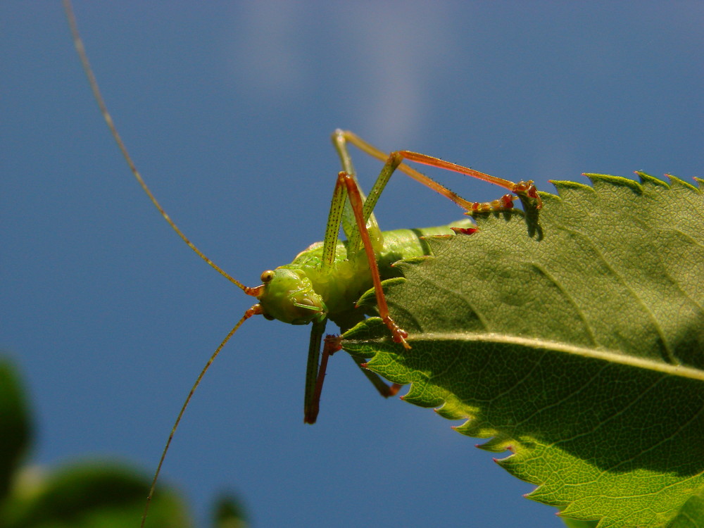 Grashüpfer