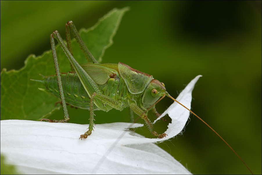 Grashüpfer 3