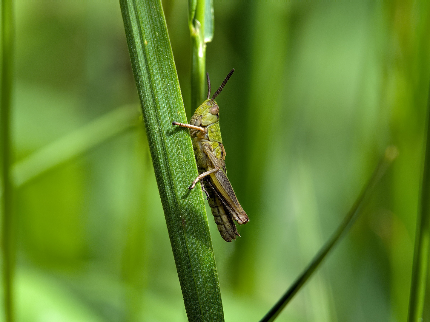 Grashüpfer