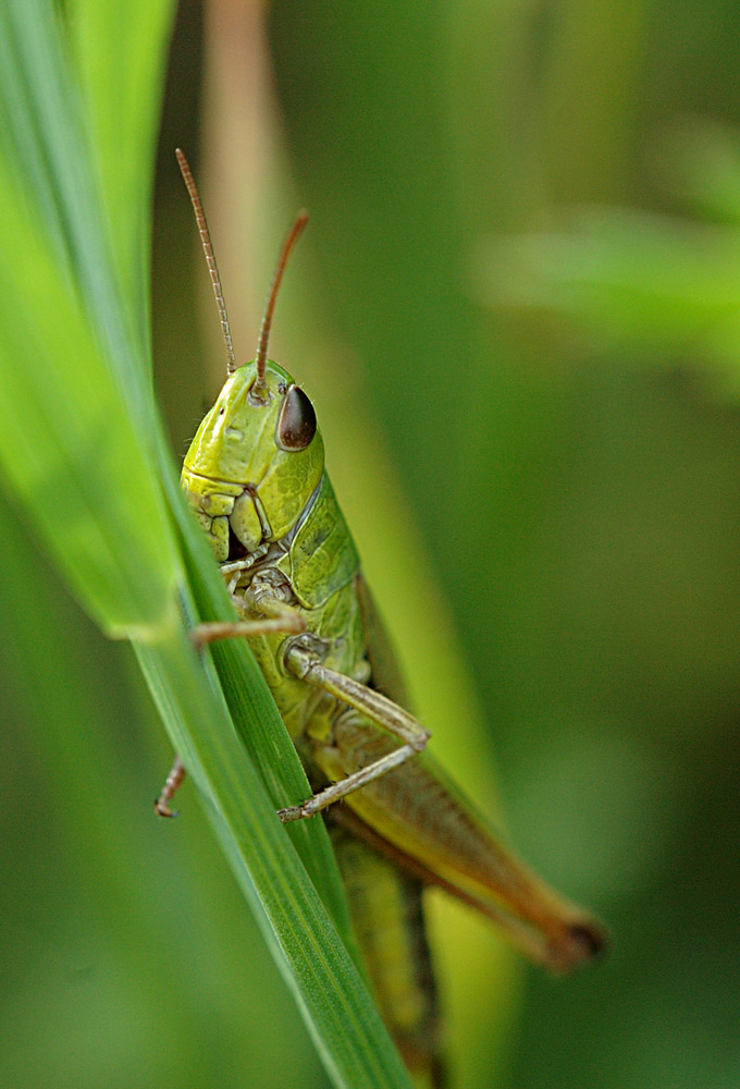 Grashüpfer