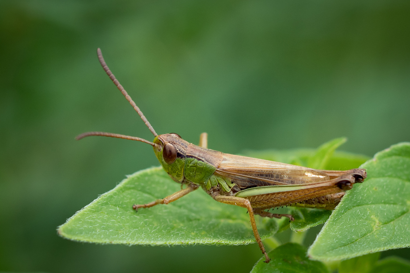 Grashüpfer