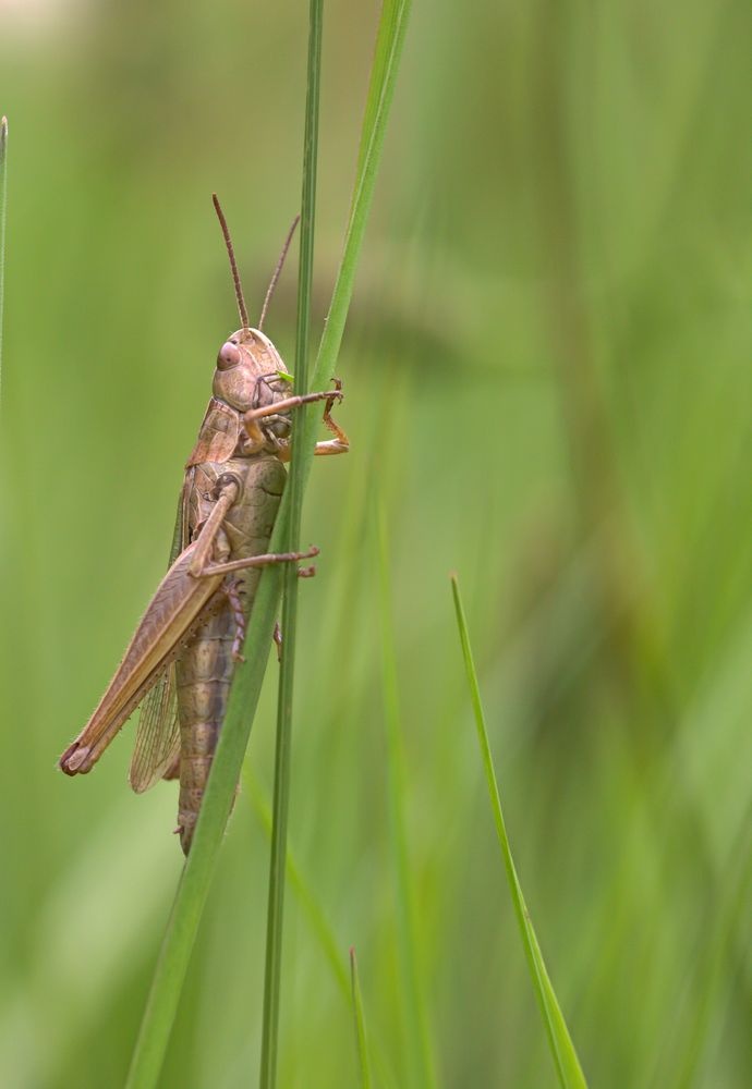 Grashüpfer