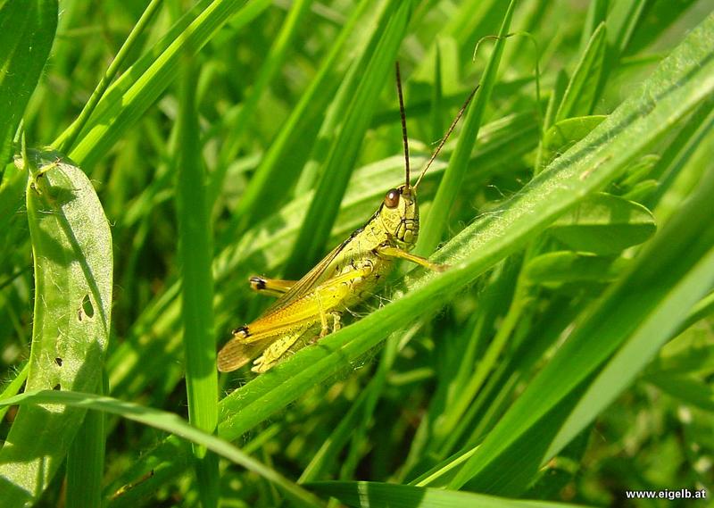 Grashüpfer