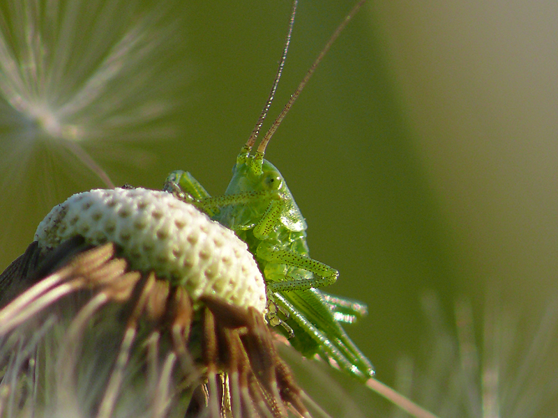 Grashüpfer