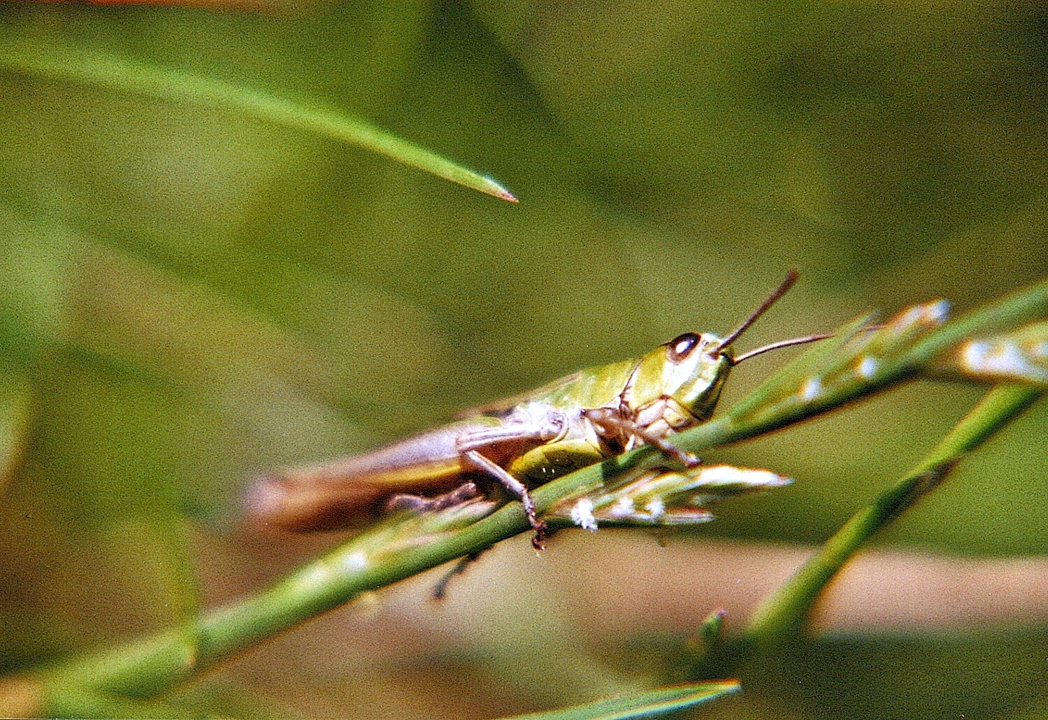 Grashüpfer