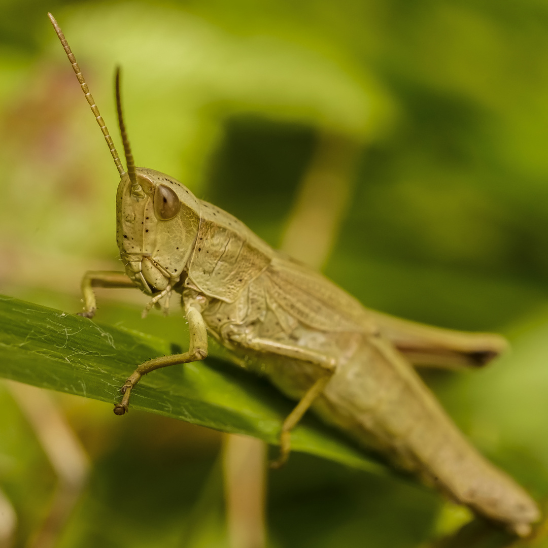 Grashüpfer