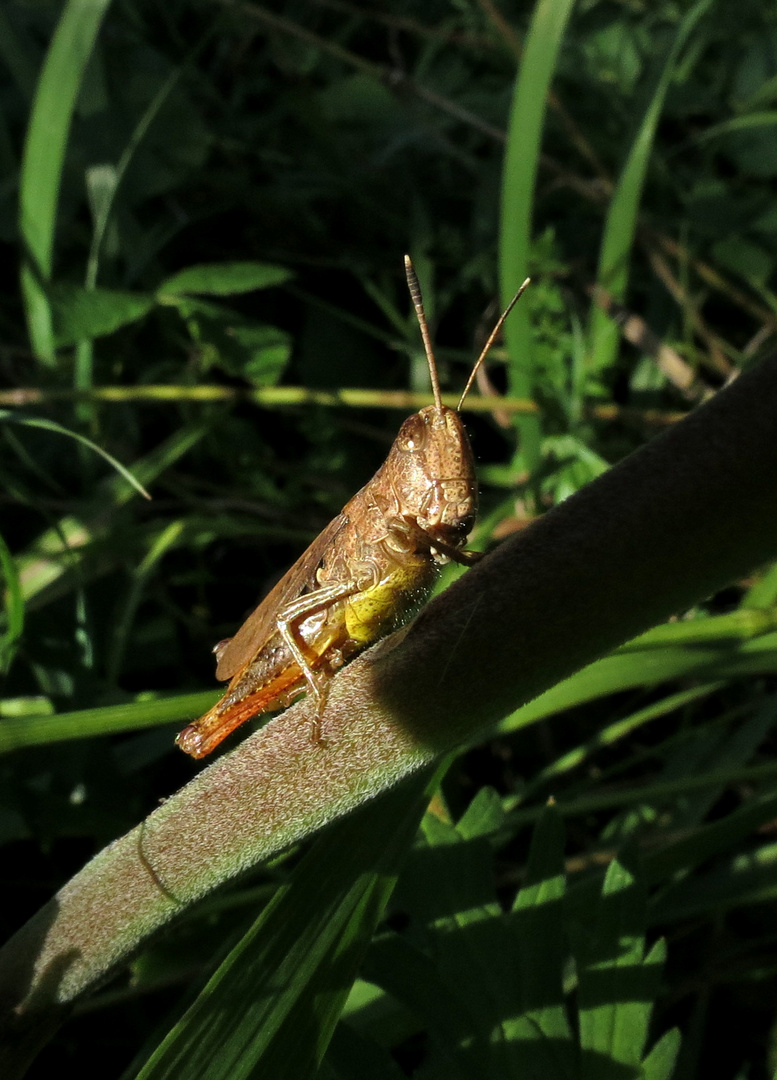 Grashüpfer