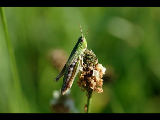 Grashüpfer