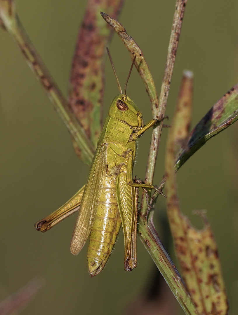 Grashüpfer