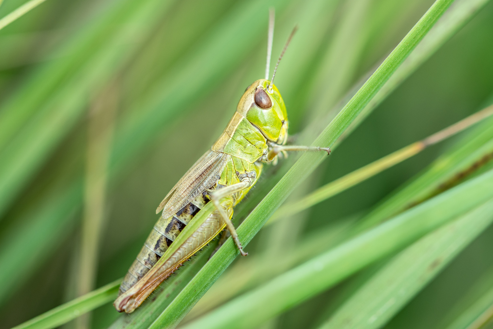 Grashüpfer