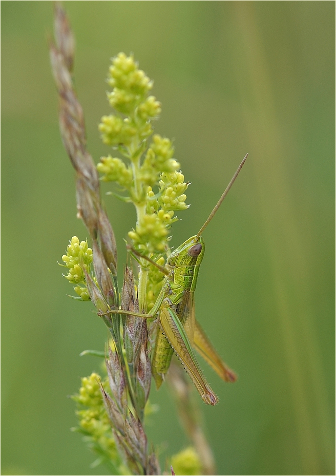 Grashüpfer