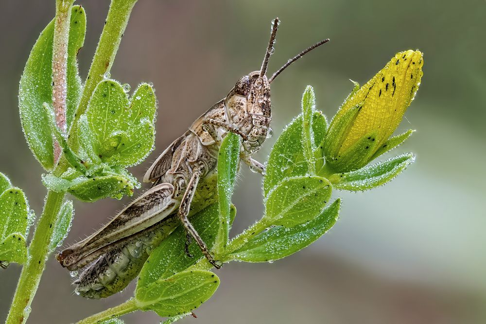 Grashüpfer